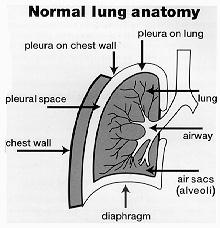 Anatomy of the Lung